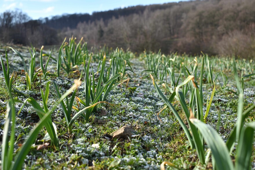 A field of crops with frozen ground.