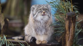 Pazi sticking out his tongue in his enclosure