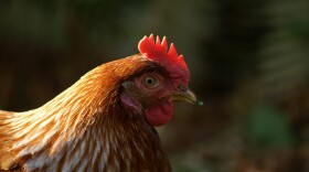 As many as 50 million chickens have died of avian flu since late 2014. 