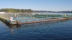 Cooke Aquaculture's Atlantic salmon farm near Bainbridge Island, Washington. CREDIT: WASHINGTON DNR