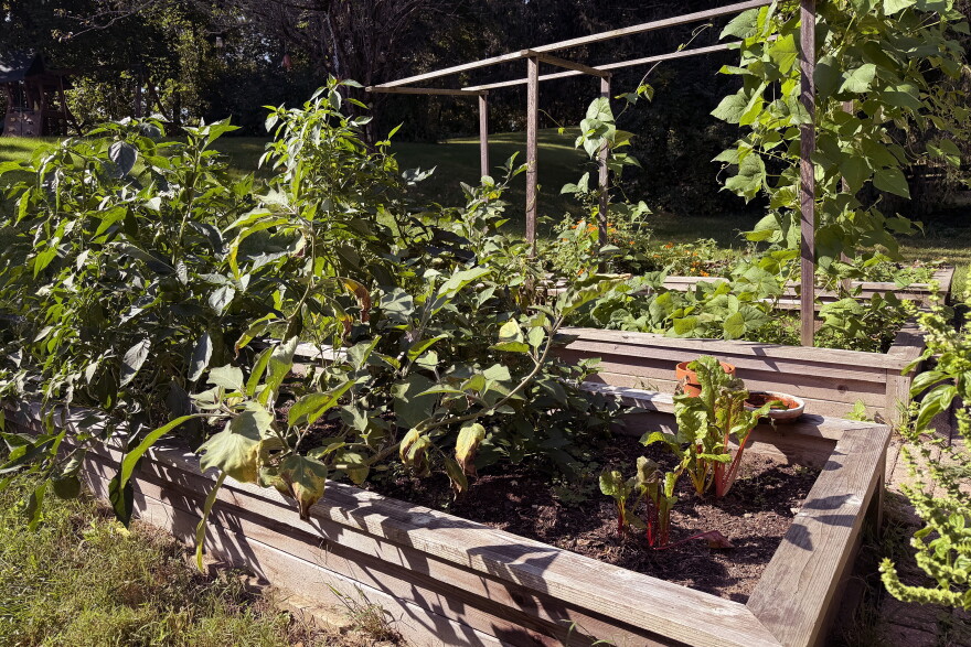 A raised bed backyard vegetable garden in Glastonbury, Connecticut September 2026.
