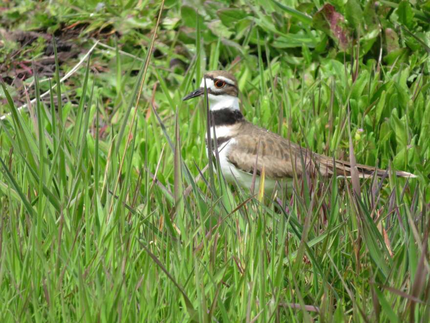 An adult killdeer guards its nest at Everyone Village, next to Elizabeth Deffenbaugh's garden.