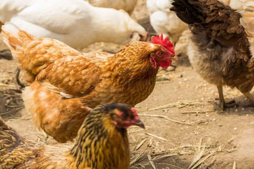 Chickens on Organic Farm.