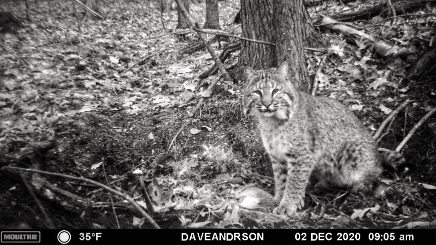 A bobcat captured by Dave Anderson's wildlife camera.