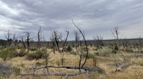 The photo shows a series of burned forests in Mesa Verde National Park, Colorado after a wildfire swept through. The forests themselves are not recovering even though grass has regrown.