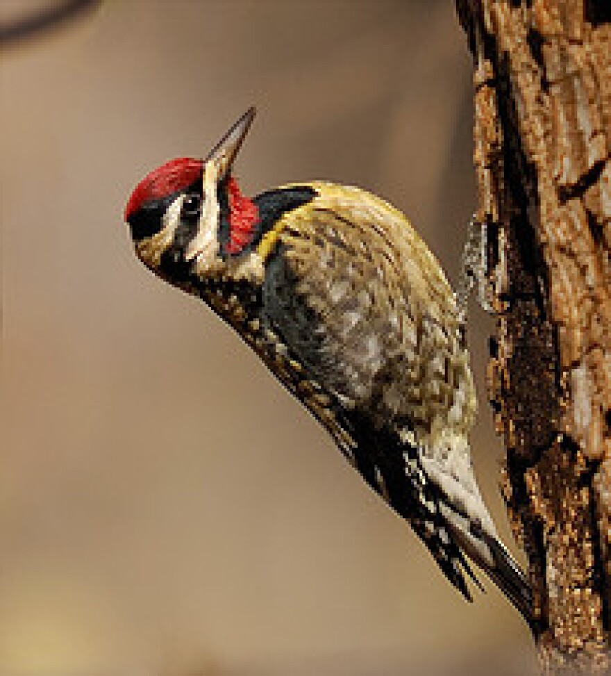 Yellow-bellied Sapsucker