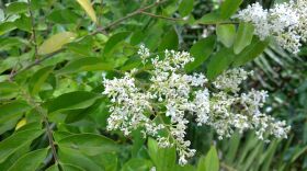 Privet in flower.