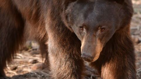 In Arizona, black bears are found in most woodland habitats, including pinyon-juniper, oak woodland, coniferous forest and chaparral. AZGFD reports a stable to increasing black bear population, with an estimated 5,800 black bears in the state.