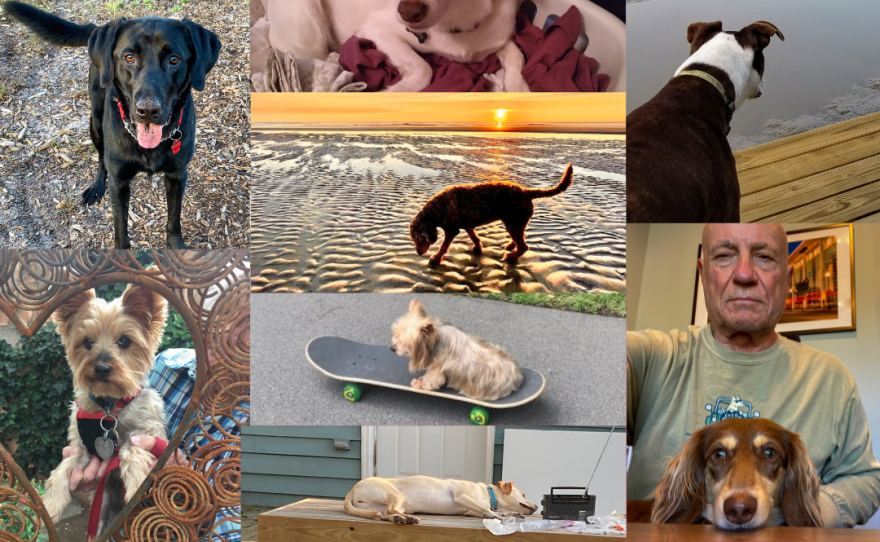 Congrats to all the dog owners who submitted pictures of their precious pups during Pet Photo Month!