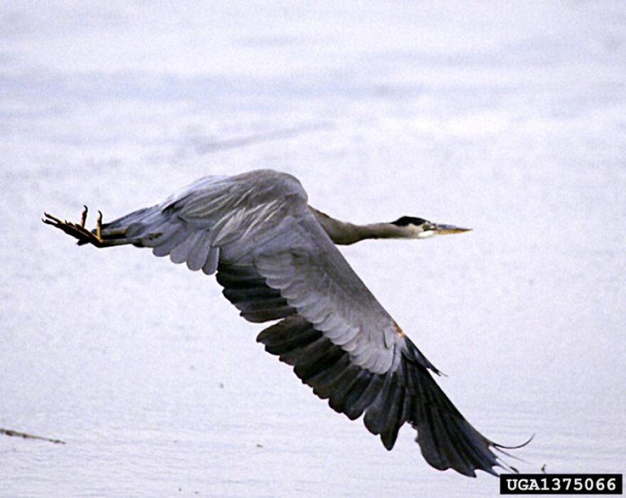 A great blue heron mid- flight over a grey pond.