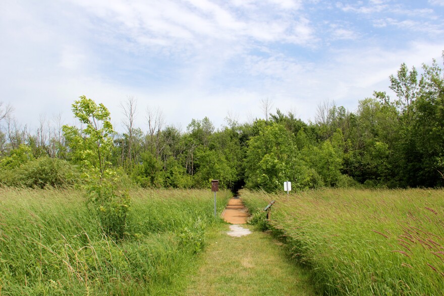 A field of tall prairie/wetlands grass, split in the middle by a maintained grass trail, leads towards a forested area on a bright, sunny day. The grass bends towards the left from wind.