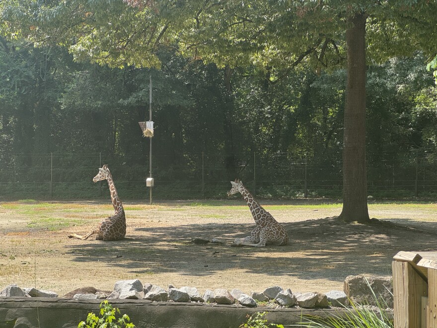 Two Giraffes cooling off in the shade under a tree at the Riverbanks Zoo and Garden