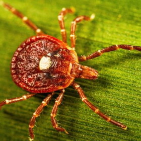 An adult female lone star tick crawls on a blade of grass. Lone star ticks derive their name from the distinctive silvery-white dot on the backs of adult females. Adult males do not have a central dot, though they have other white markings. Immature lone star ticks and larvae do not have any distinctive markings.