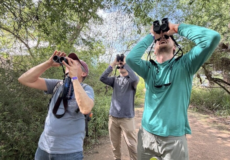 Trying to spot an inconspicuous grosbeak at the Edinburg Scenic Wetlands and World Birding Center.