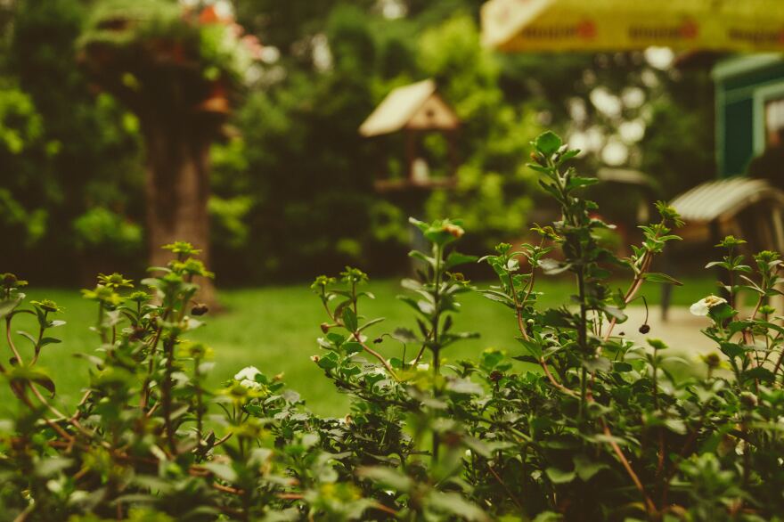 Photo contains greenery in a garden with a yard behind it. 