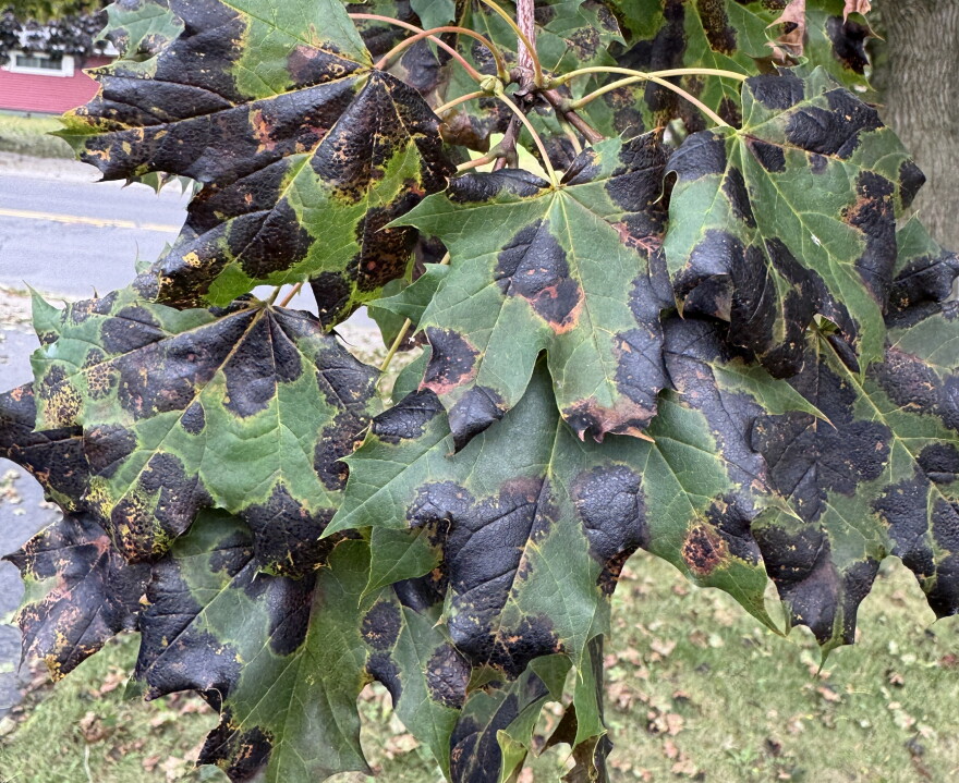 Leaves of the Norway Maple show the distinctive "tar spot" that's related to a fungal infection in trees around central and northern New York.