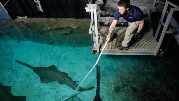 Aquarist Lukas Seoane feeds a shark in the Shark Reef Aquarium at the Mandalay Bay hotel-casino in Las Vegas, Wednesday, March 11, 2026. (AP Photo/John Locher)