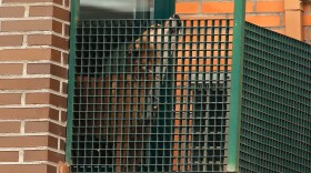 Excalibur, the dog that belonged to the Spanish nurse infected with Ebola, bayed from its balcony in Madrid before being euthanized on Oct. 8.