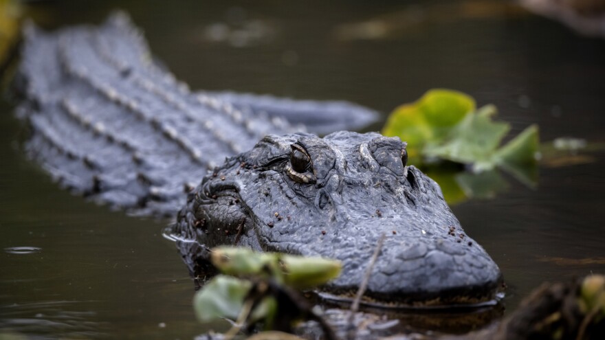 An American alligator basks in lily pads besides a wilderness water trail in the Okefenokee National Wildlife Refuge, Wednesday, April 6, 2022, in Fargo, Ga. The refuge is one of the world's largest intact freshwater ecosystems and home to thousands of the apex predators. (AP Photo/Stephen B. Morton)