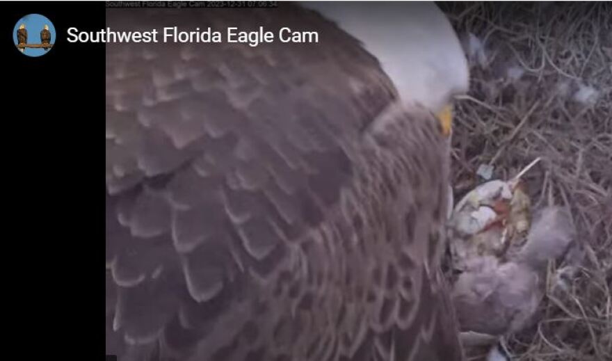  Latest views froim the Southwest Florida Eagle Cam shows possible hatch of one eaglet. Not yet confirmed by site.