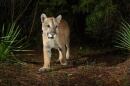 A Florida Panther is captured in a camera trap