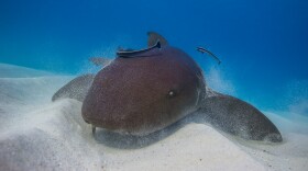 Nurse shark.