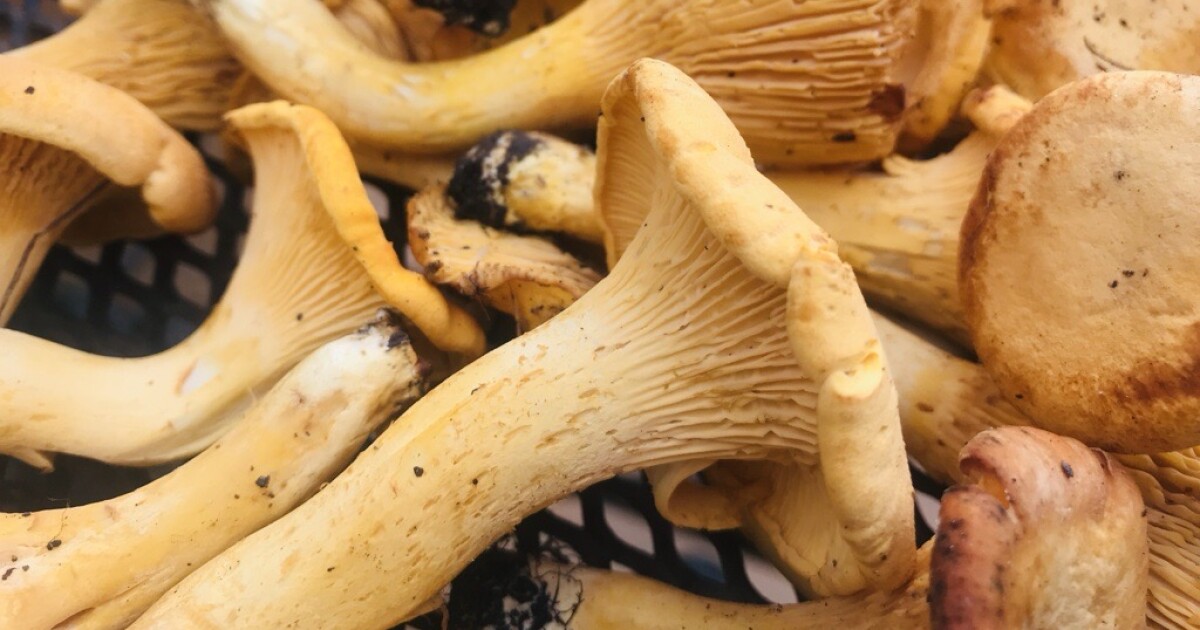 MN Sustainable Foraging Task Force seeks public input