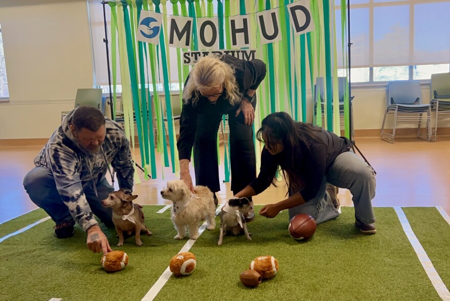 The dogs, Buck (left), Jodi (center) and Caddie (right) take center stage at the Puppybowl, representing Mohawk Hudson Humane Society.