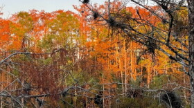 Photo of fall foliage along the Florida Gulf Coast