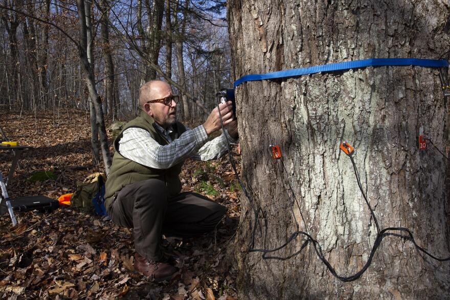 Forest pathologist Bob Marra is a biologist with the Connecticut Agricultural Experiment Station. Here he demonstrates equipment used to scan trees internally. 