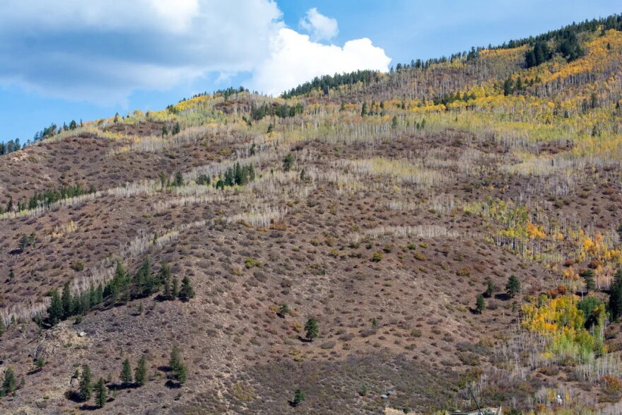 Small patches of brush dot Smuggler Mountain. The bare patches on the mountain are the result of brush thinning for wildfire mitigation purposes, which the Aspen Fire Protection District completed late this summer.