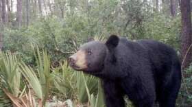 Photo of black bear in Florida wilderness
