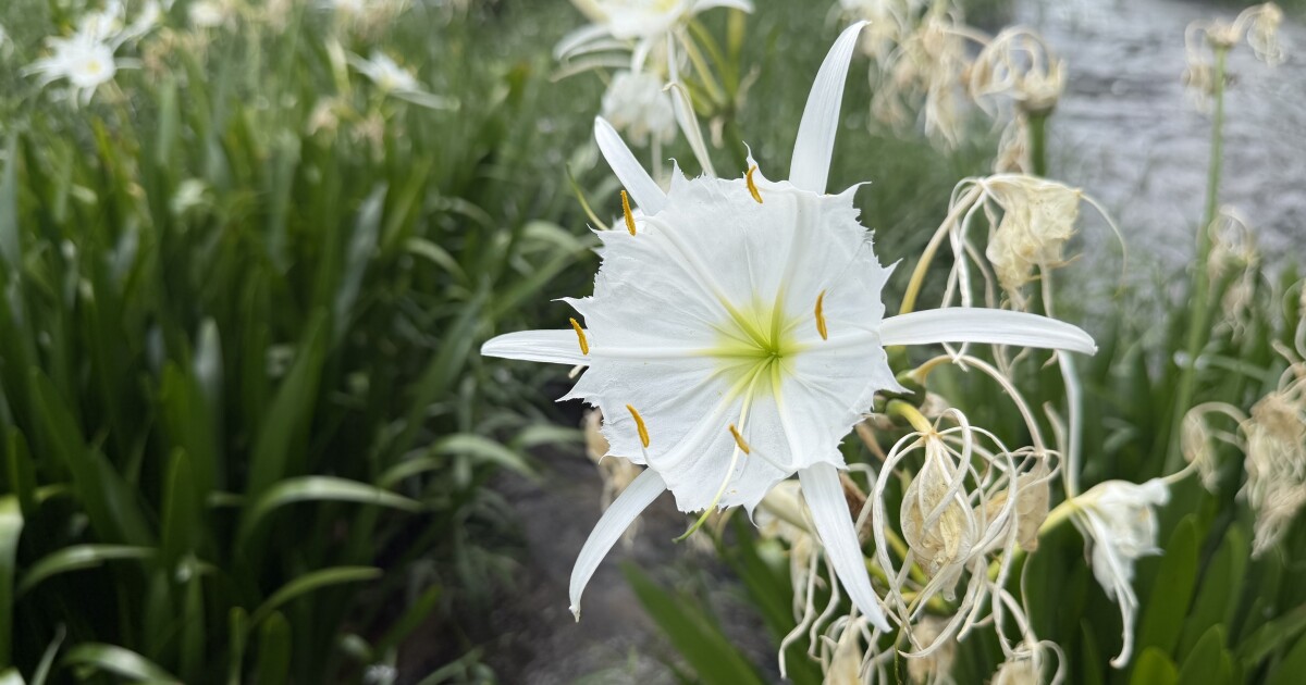 Why this was a good year for the Cahaba lily