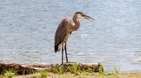 A great blue heron at Miller Park Lake in Bloomington standing on a log on the shoreline.