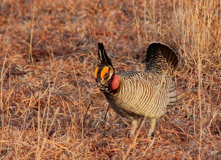 Lesser_Prairie_Chicken_FWS_FPWC.jpg