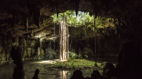 Mexico tree in cave