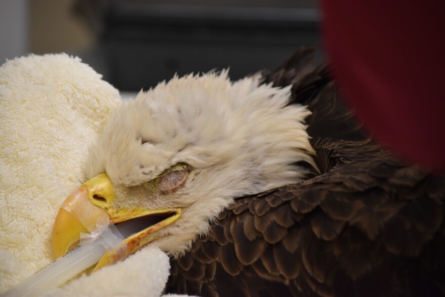 Injured male eagle brought to CROW recently.
