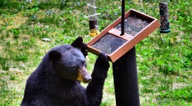 Black bear in Connecticut finds a bird feeder.