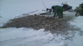 Lamprey harvested around Grayling in 2015. (Photo by Kwikpak Fisheries)