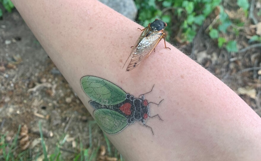 A real cicada checks out Emily Sullivan's temporary cicada tattoo.