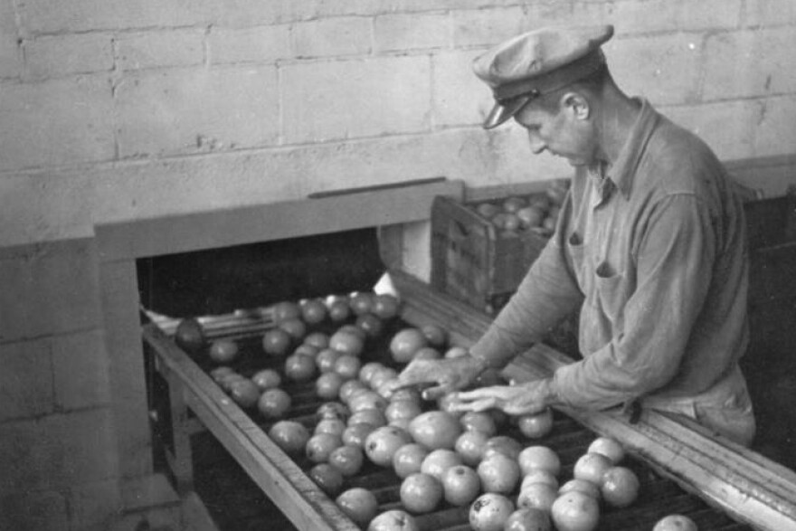 A citrus worker in Plymouth, Fla. grades oranges in this 1942 photo.