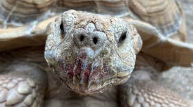 Southern Arizona Reptile Rescue & Education currently cares for about 40 tortoises, ranging in size from as small as a golf ball to as large as 200 pounds.
