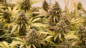 Another public survey finds that most Hoosiers support reforming the state's cannabis laws in favor of legalization.