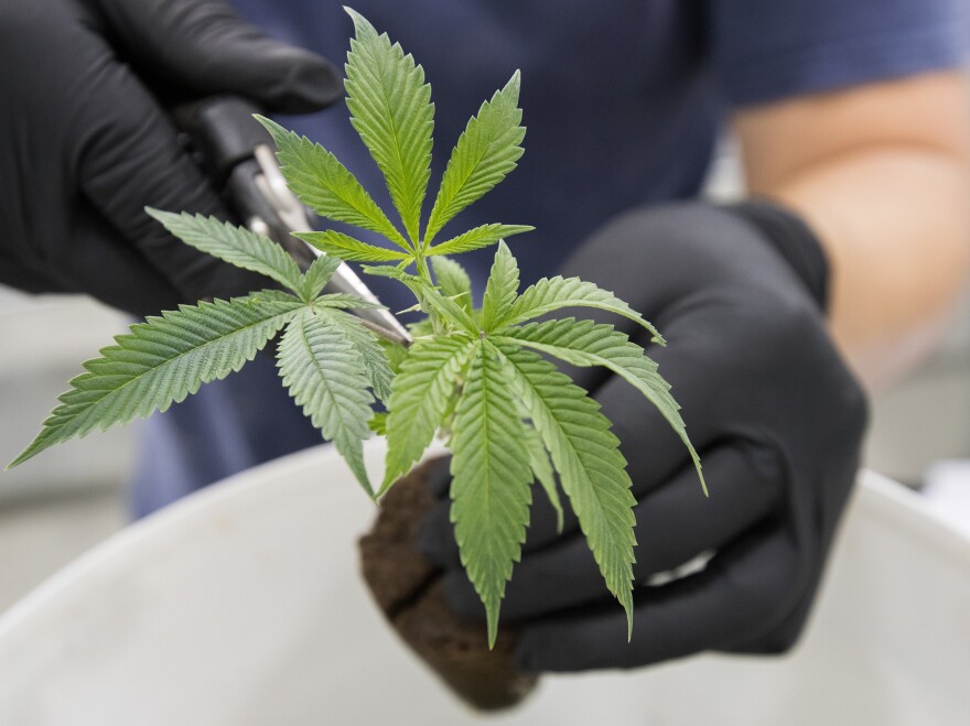 A planter trims medicinal marijuana plants in Ontario in 2016. After months of preparation, Canada legalized recreational use of the drug on Wednesday.