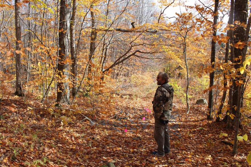 Dartmouth biologist Matt Ayres stands on a path in the Hubbard Brook Experimental Forest, near pink flags marking research areas.