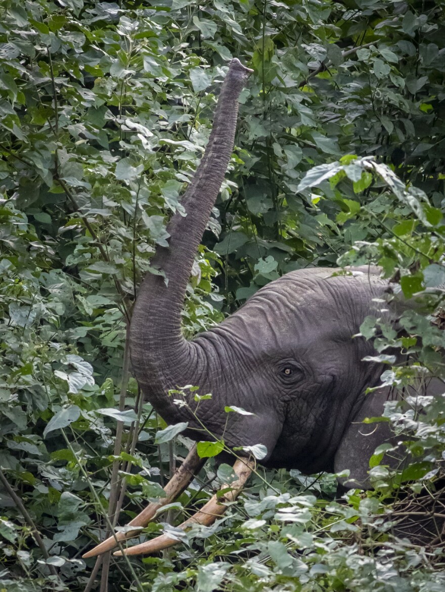 An African elephant in the rainforest