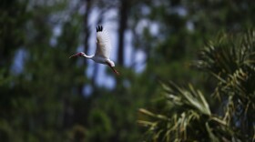 A white ibis flies by the Panther Island Mitigation Bank, Thursday, June 7, 2018, near Naples, Fla. U.S. Rep. Aaron Bean, R-Fla., this week added an amendment to a bill to try to codify a 2020 decision by the U.S. Environmental Protection Agency that shifted permitting authority from the federal government to Florida.