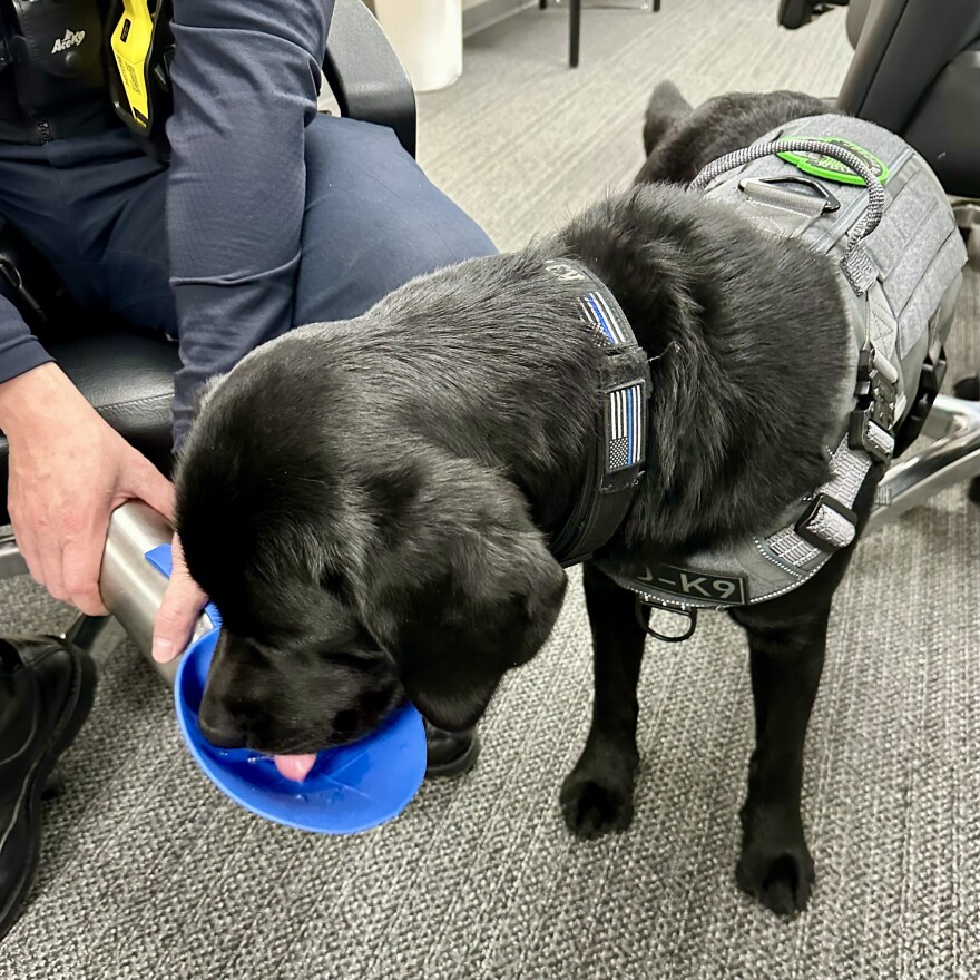 K9 Buck drinks from a small handheld water dispenser.