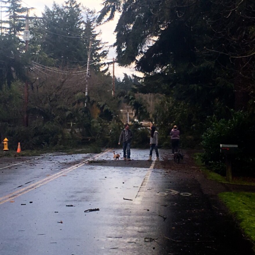 A tree fell on Sunday, March 14, 2016 on 112th Street Northeast, east of Forbes Creek Drive in Kirkland.