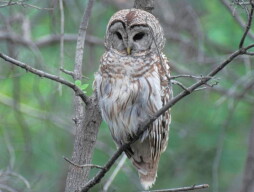 Barred Owl